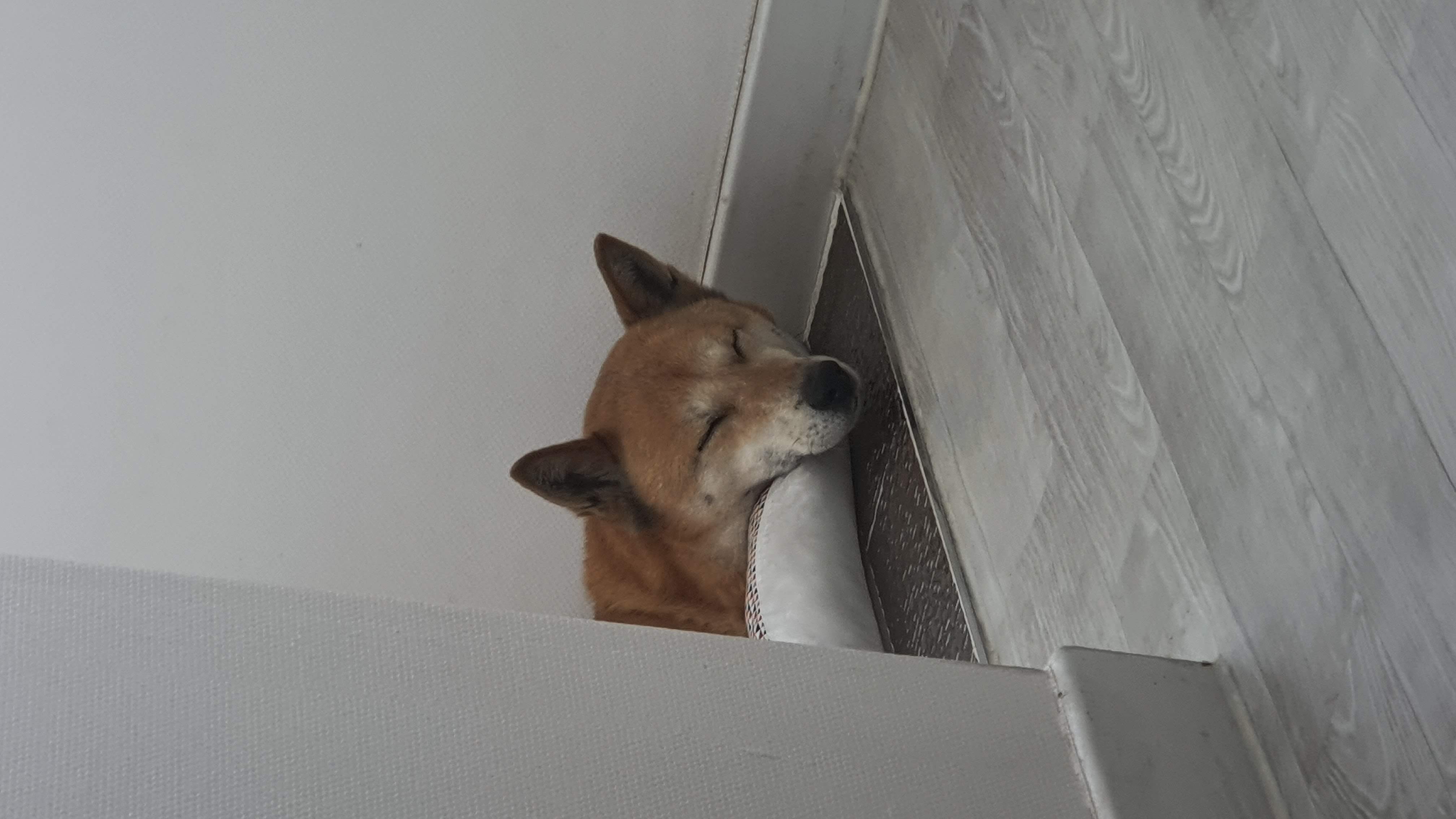 메카